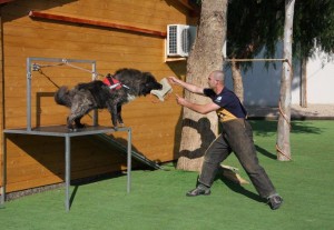 Sombra. Etrenamiento sobre el instinto de presa